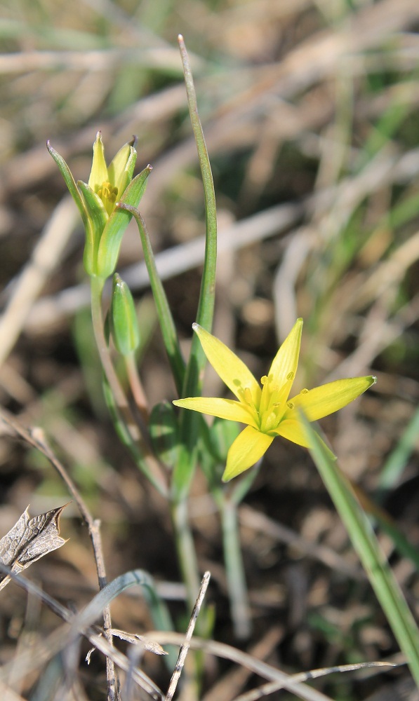 Image of genus Gagea specimen.