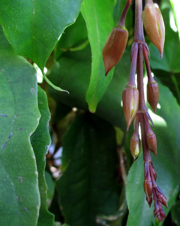 Image of Thunbergia mysorensis specimen.