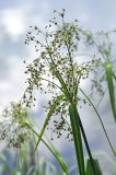 Scirpus radicans. Верхушка побега с соцветием. Московская обл., Сергиево-Посадский р-н, окр. дер. Тешилово, берег озера в смешанном лесу. 25.06.2016.