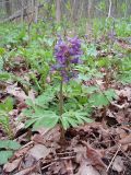 Corydalis solida