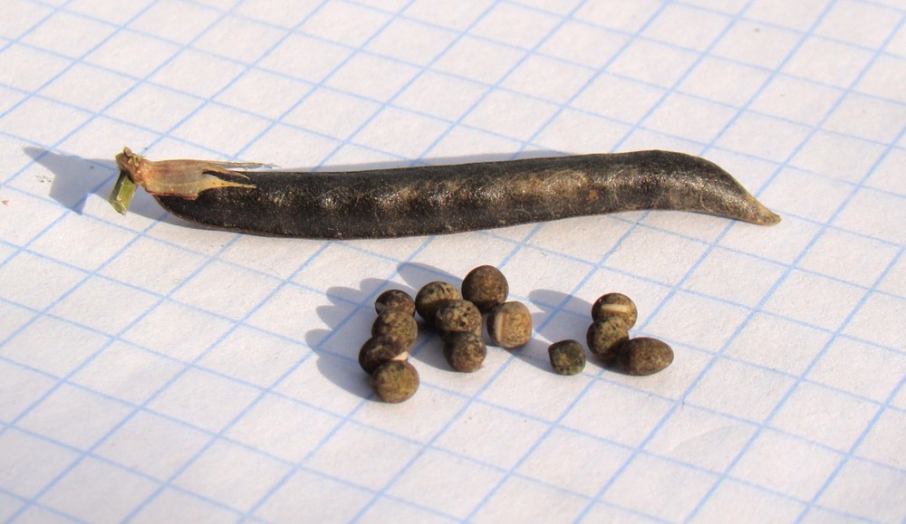 Image of Vicia angustifolia specimen.