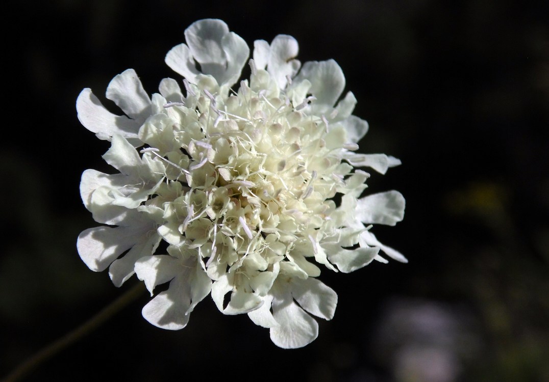 Image of Scabiosa bipinnata specimen.