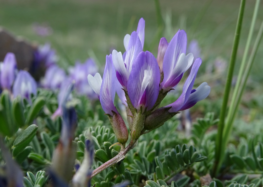 Image of Astragalus argutensis specimen.