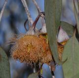 Eucalyptus caesia. Часть соцветия с завязавшимся плодом. Израиль, Шарон, пос. Кфар Монаш, ботанический сад \"Хават Ганой\". 01.11.2015.