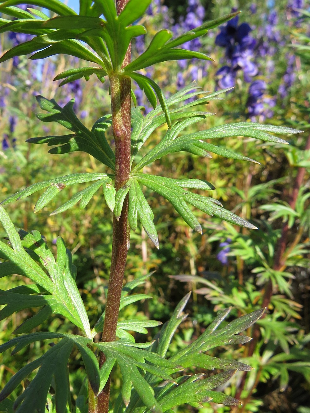 Image of Aconitum altaicum specimen.