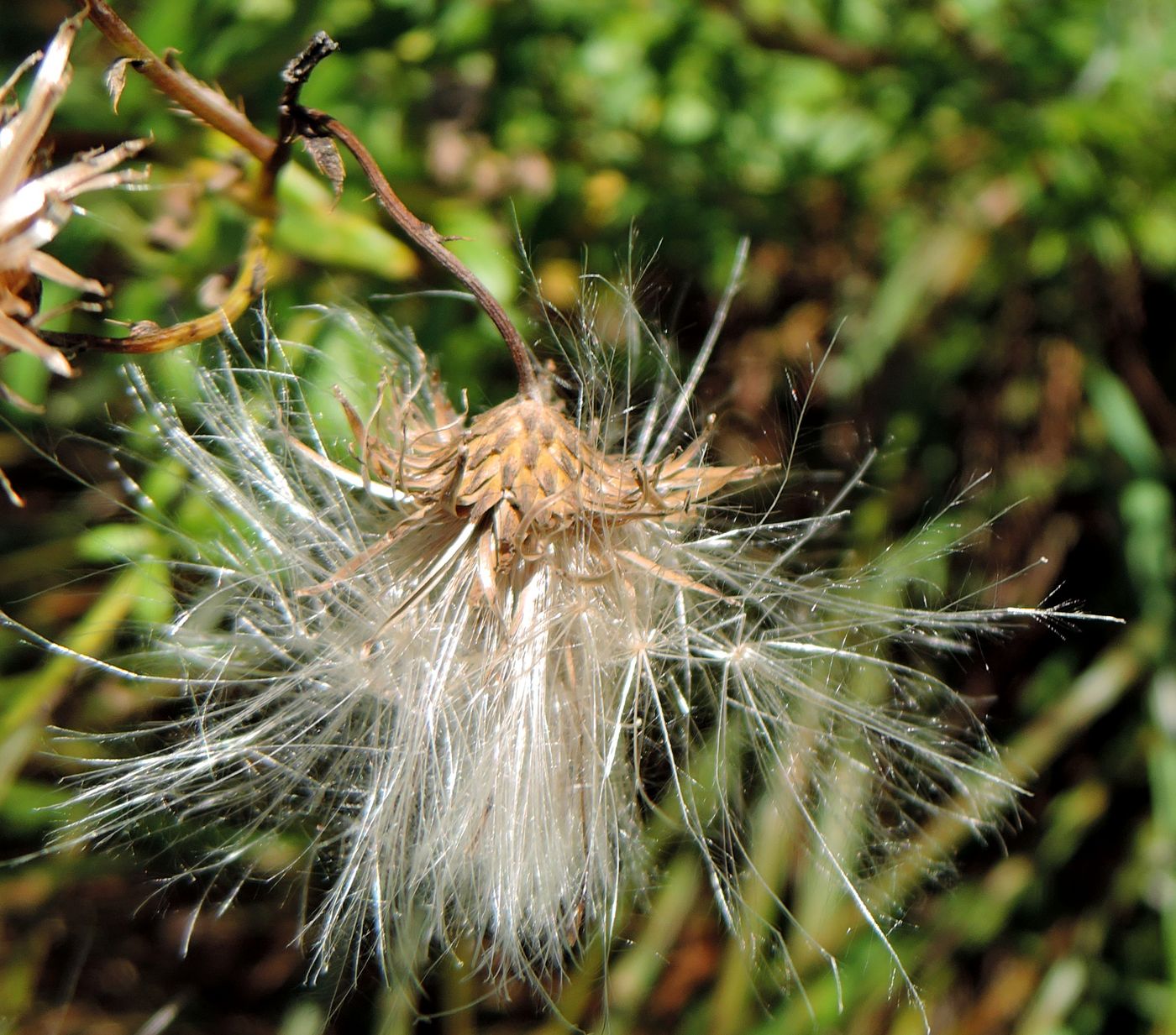 Изображение особи Cirsium setosum.