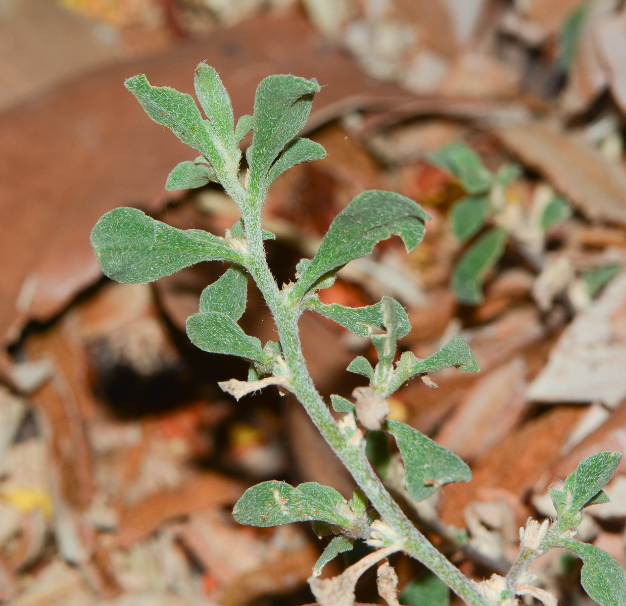 Изображение особи Galenia pubescens.