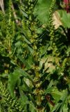 Beta vulgaris