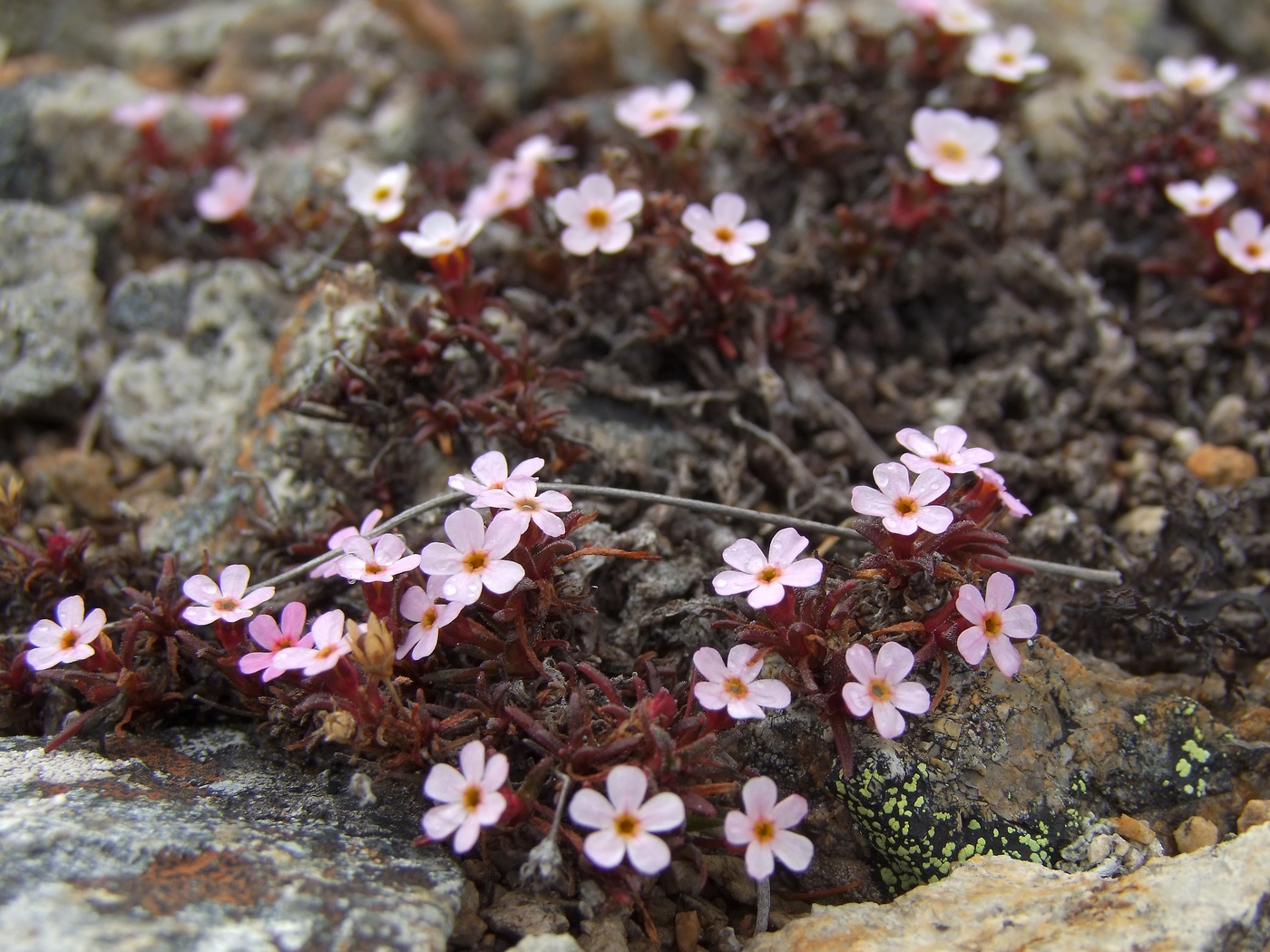 Image of Douglasia ochotensis specimen.