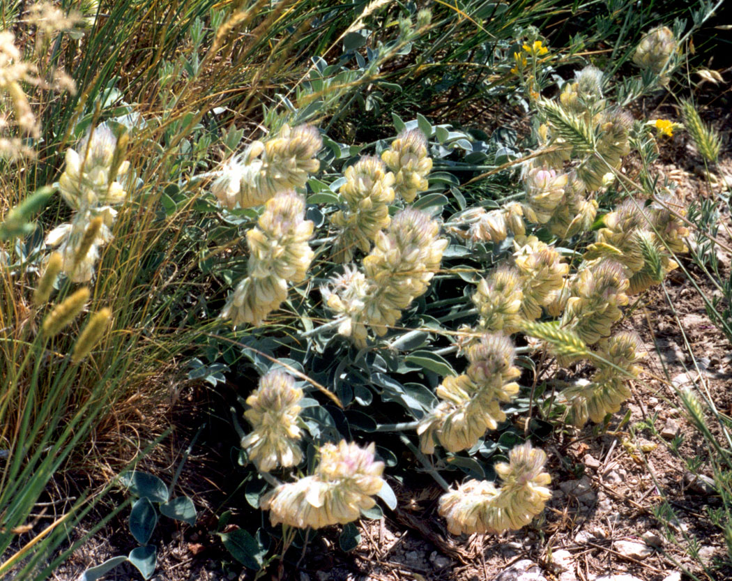 Image of Hedysarum candidum specimen.