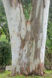 Eucalyptus viminalis. Нижняя часть ствола и основания скелетных ветвей старого дерева. Абхазия, г. Сухум, в культуре. 6 марта 2016 г.