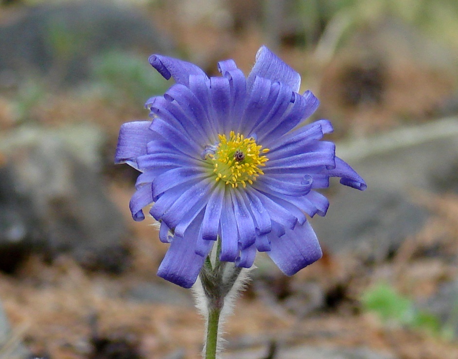 Image of Pulsatilla regeliana specimen.