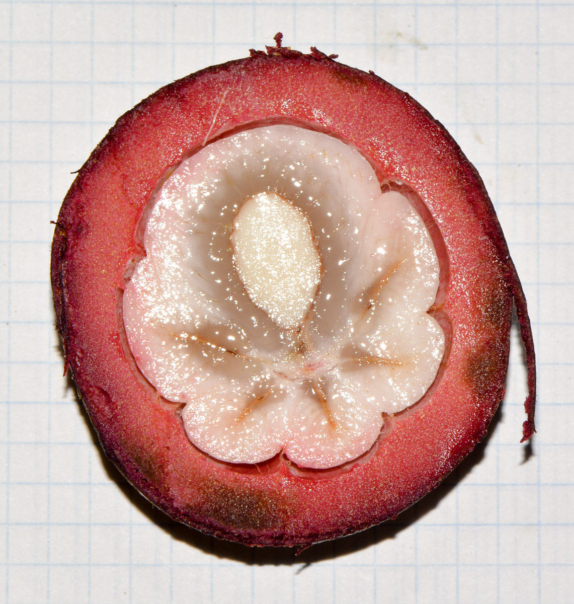 Image of Garcinia mangostana specimen.