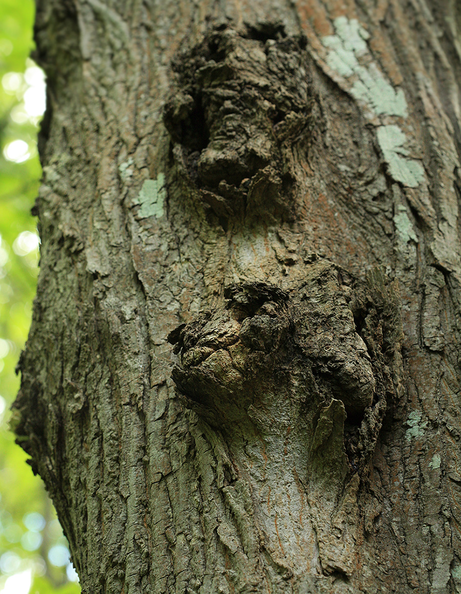 Image of Acer mayrii specimen.