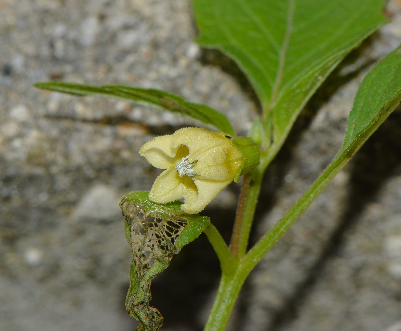 Image of Physalis angulata specimen.