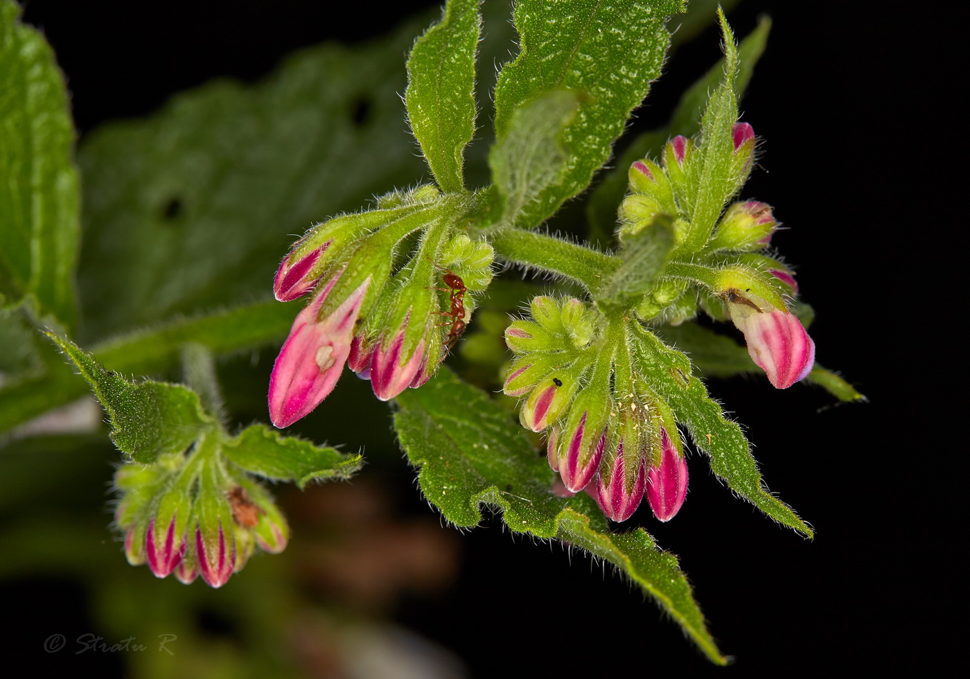 Image of Symphytum &times; uplandicum specimen.