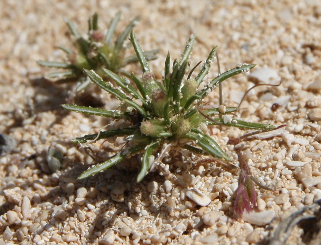 Image of Ifloga spicata specimen.