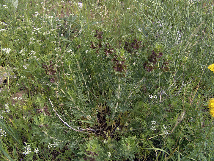 Image of Lagochilus platycalyx specimen.