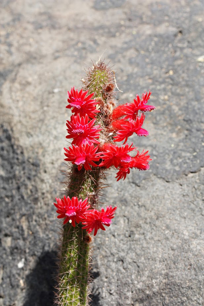 Image of Borzicactus samaipatanus specimen.