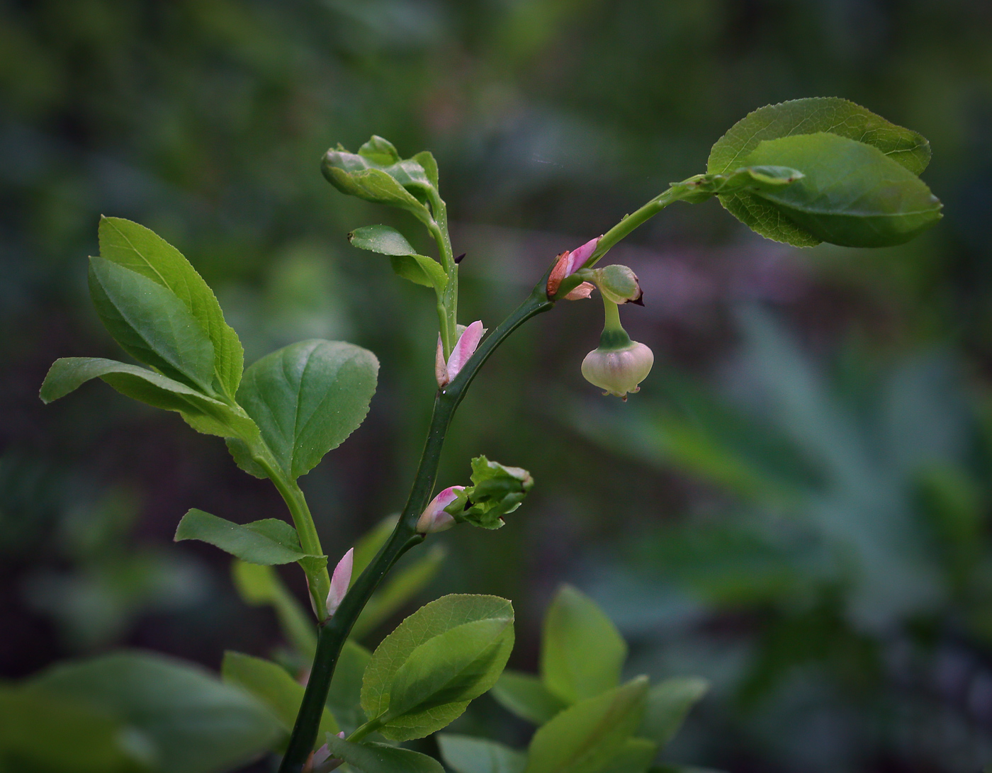 Изображение особи Vaccinium myrtillus.