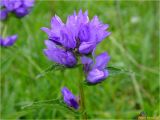 Campanula glomerata. Верхушка растения с соцветиями. Украина, Ивано-Франковская обл., Болеховский горсовет, Поляницкий сельсовет, Поляницкий региональный ландшафтный парк, зарастающий кустарником луг у подножья горы. 17.06.2017.