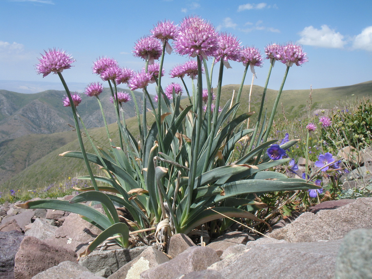 Image of Allium carolinianum specimen.