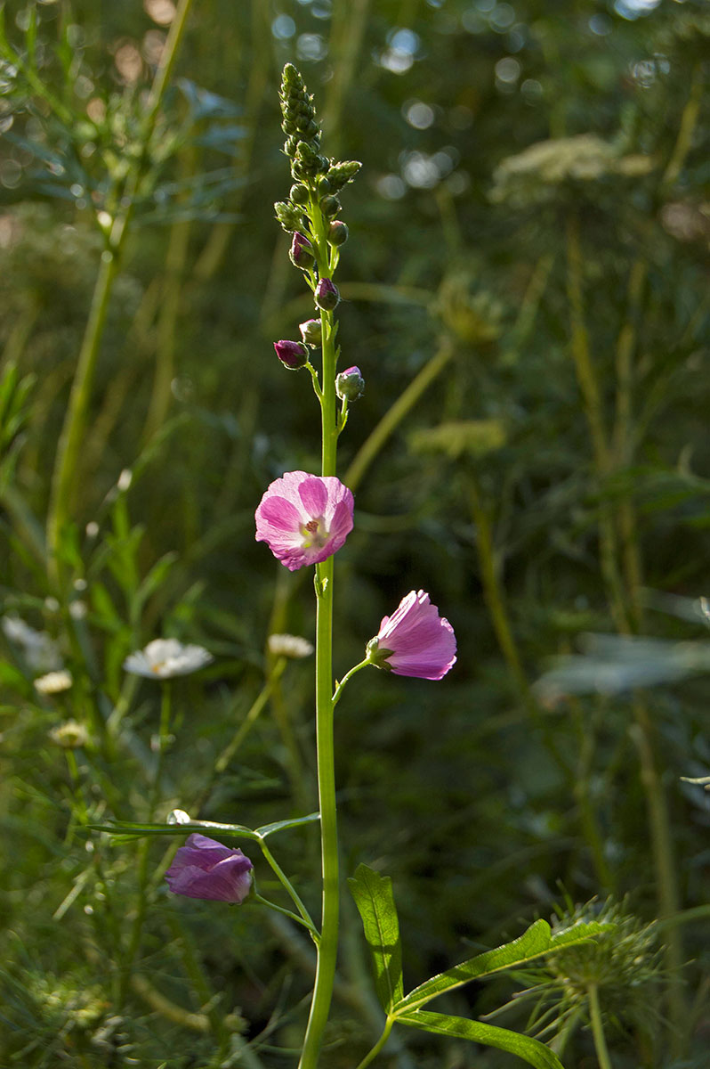 Image of Sidalcea malviflora specimen.