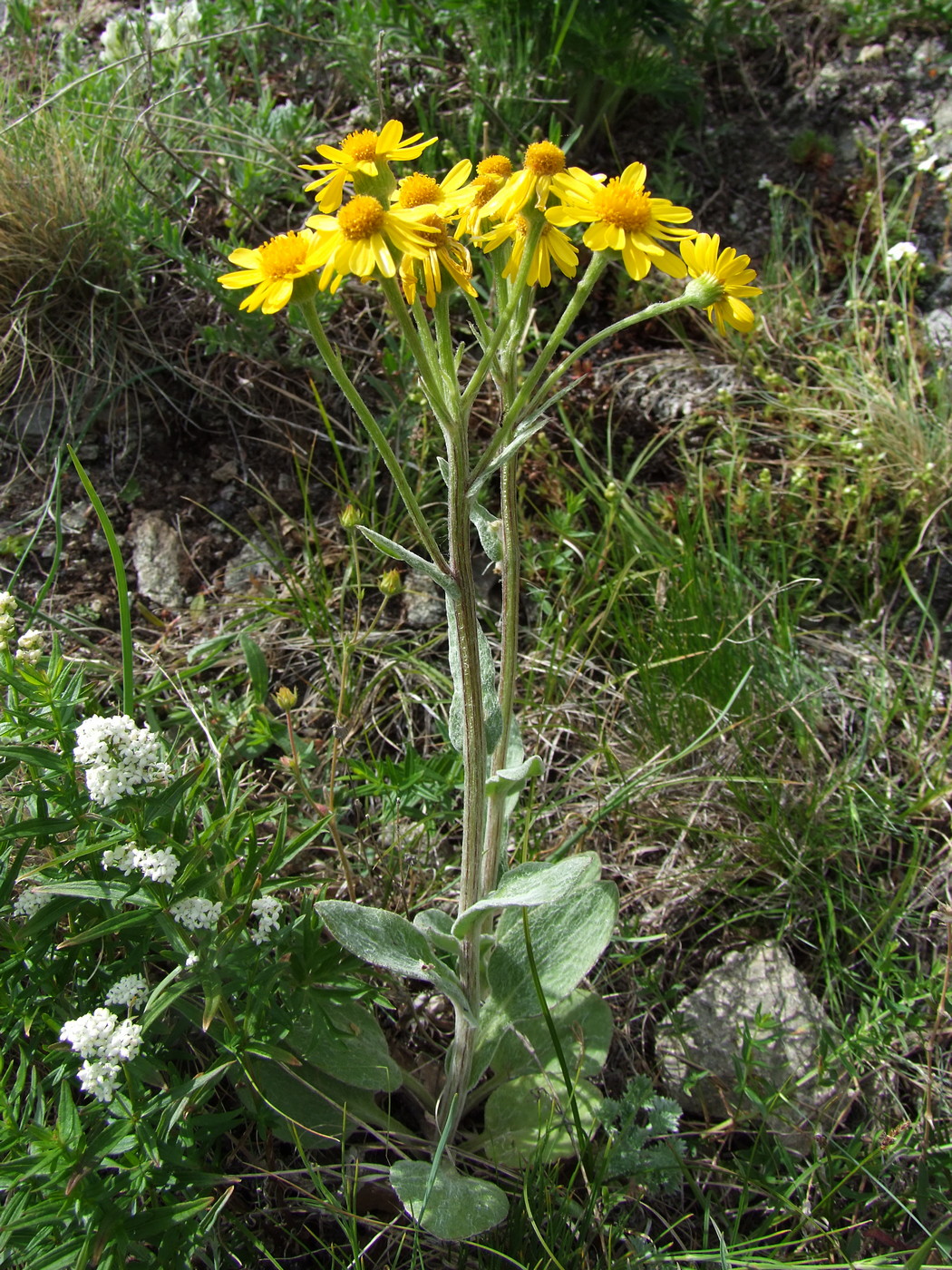 Image of Tephroseris integrifolia specimen.