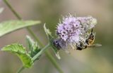 Mentha longifolia