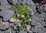 Stellaria brachypetala. Цветущее растение. Таджикистан, Фанские горы, перевал Алаудин, ≈ 3700 м н.у.м., каменистый склон. 05.08.2017.