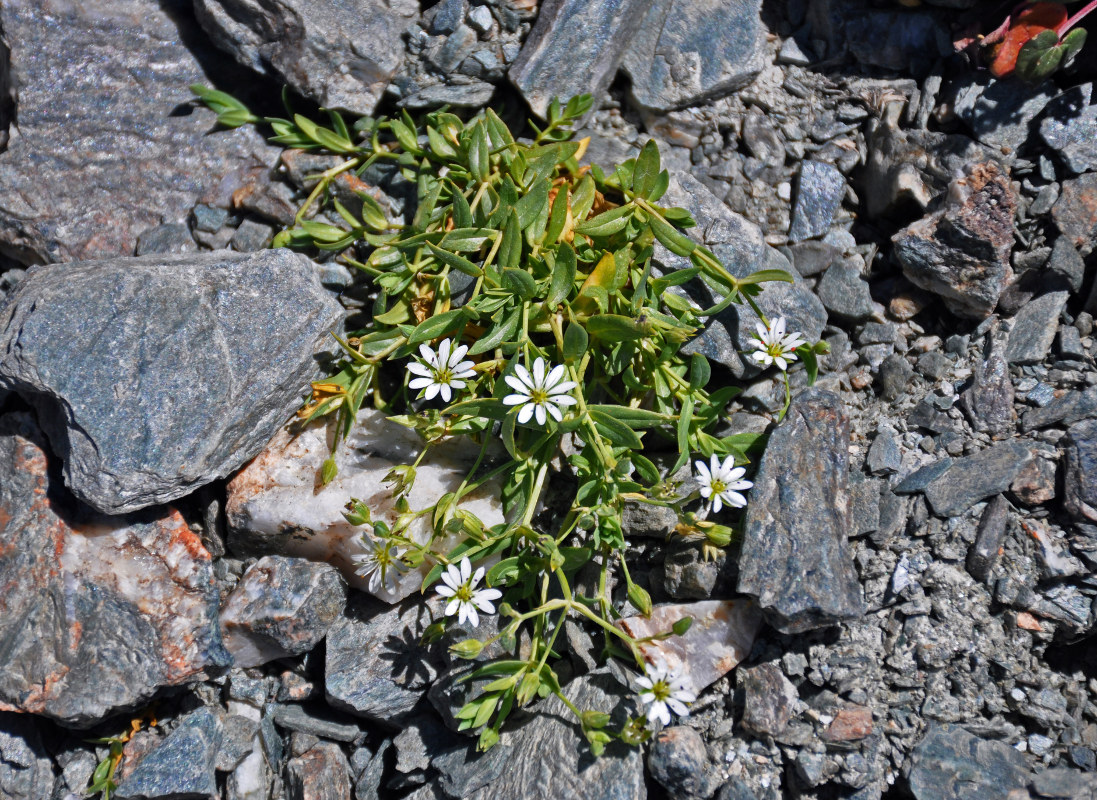 Image of Stellaria brachypetala specimen.