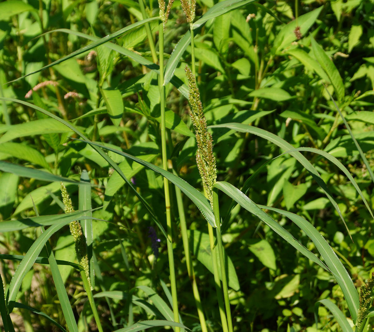 Изображение особи Echinochloa crus-galli.