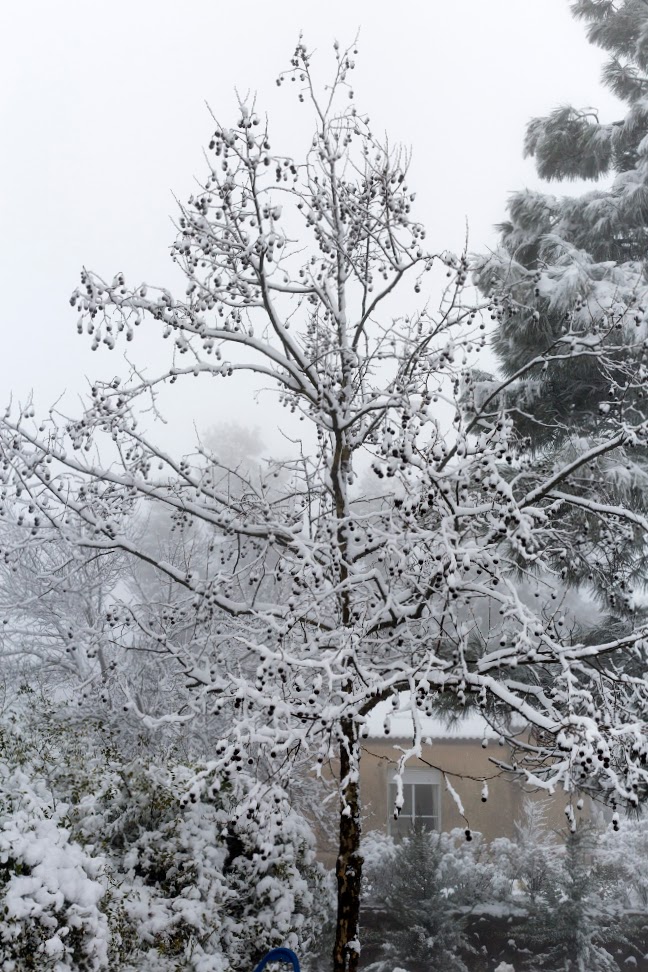 Image of genus Liquidambar specimen.