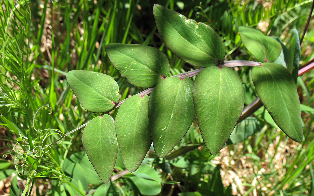 Image of Lathyrus pisiformis specimen.