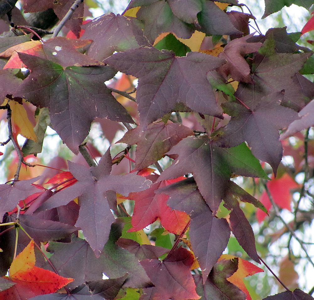 Изображение особи Liquidambar styraciflua.