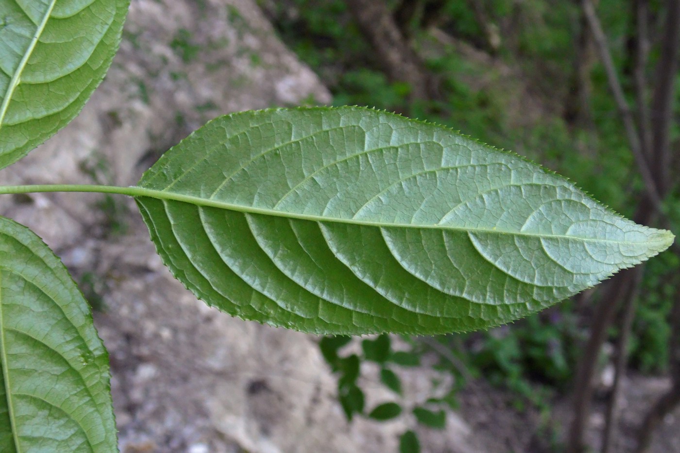 Изображение особи Staphylea colchica.