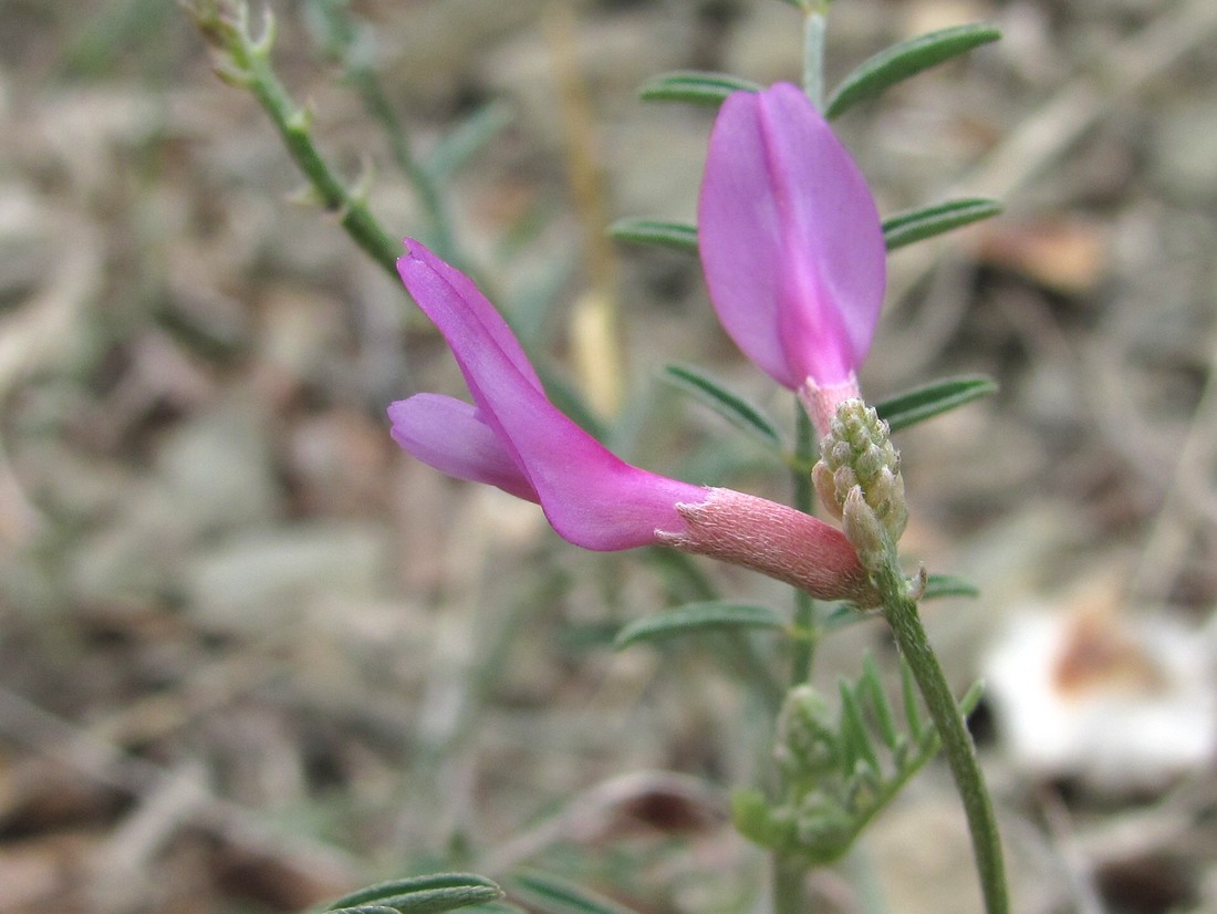 Image of Astragalus subuliformis specimen.