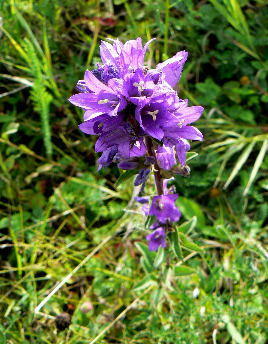 Image of Campanula glomerata specimen.