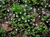 Linnaea borealis. Цветущие растения. Московская обл., Орехово-Зуевский р-н, долина р. Нерская, опушка сосново-лиственного леса. 14.06.2018.