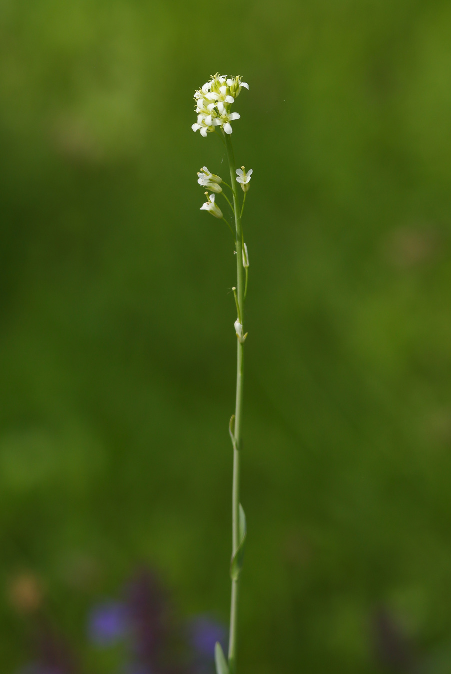 Image of Turritis glabra specimen.