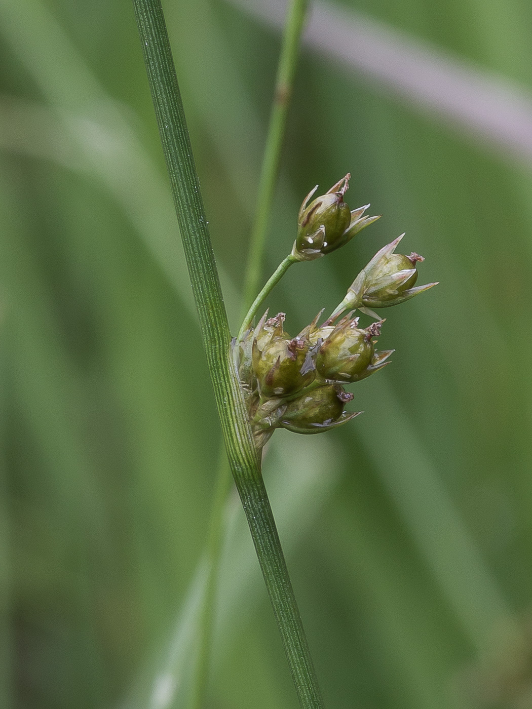 Изображение особи Juncus filiformis.