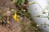 Смотреть изображение Sonchus arvensis подвид uliginosus