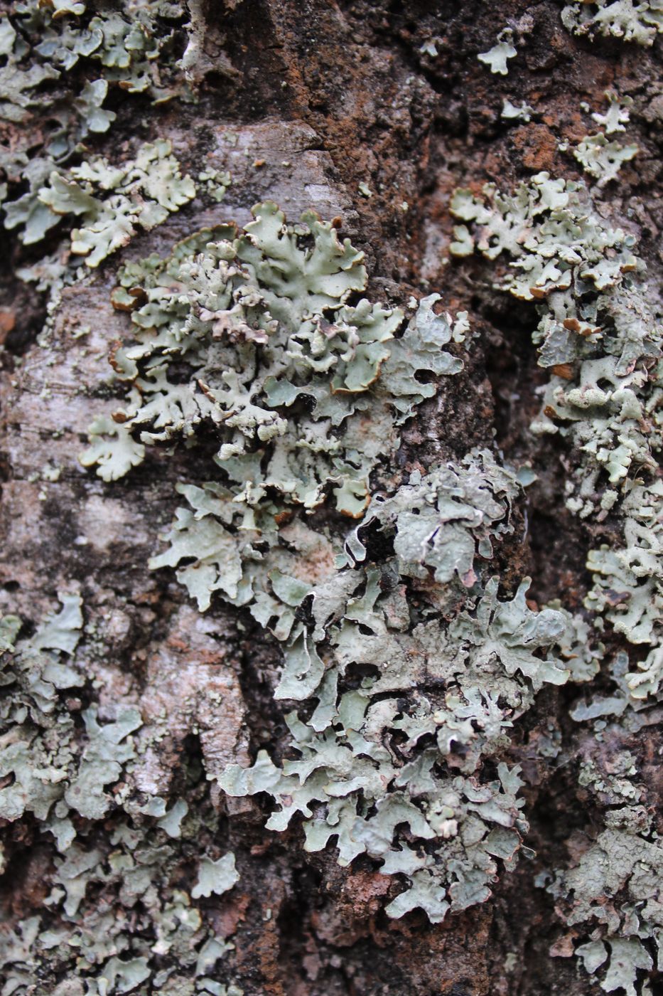 Image of Parmelia sulcata specimen.