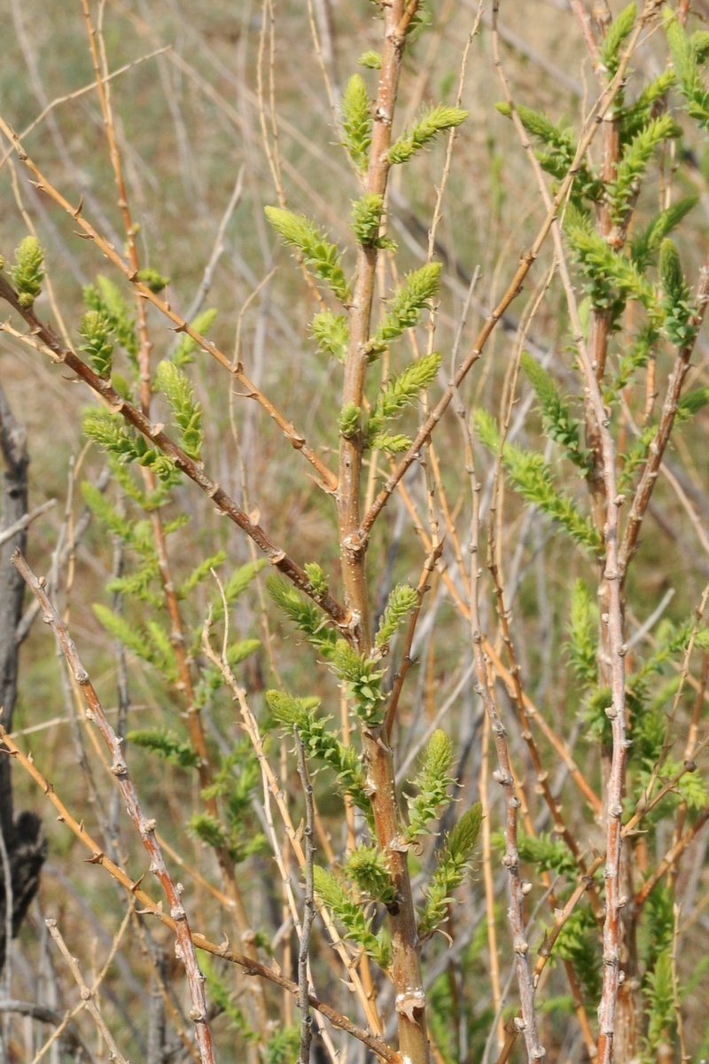 Image of Myricaria bracteata specimen.