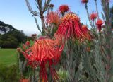 Leucospermum reflexum