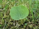 Ranunculus thora