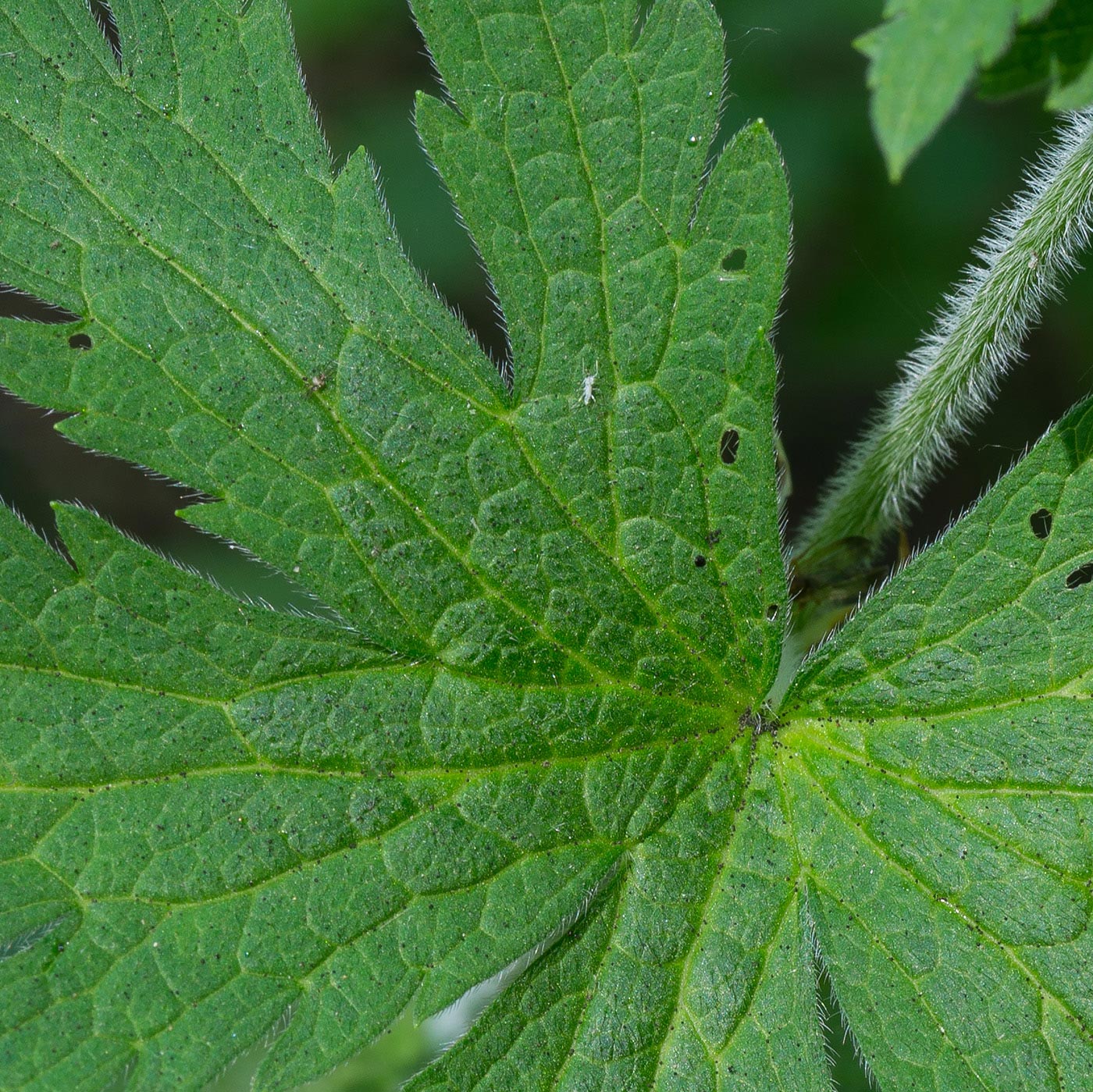 Изображение особи Geranium sylvaticum.