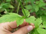 Geum urbanum