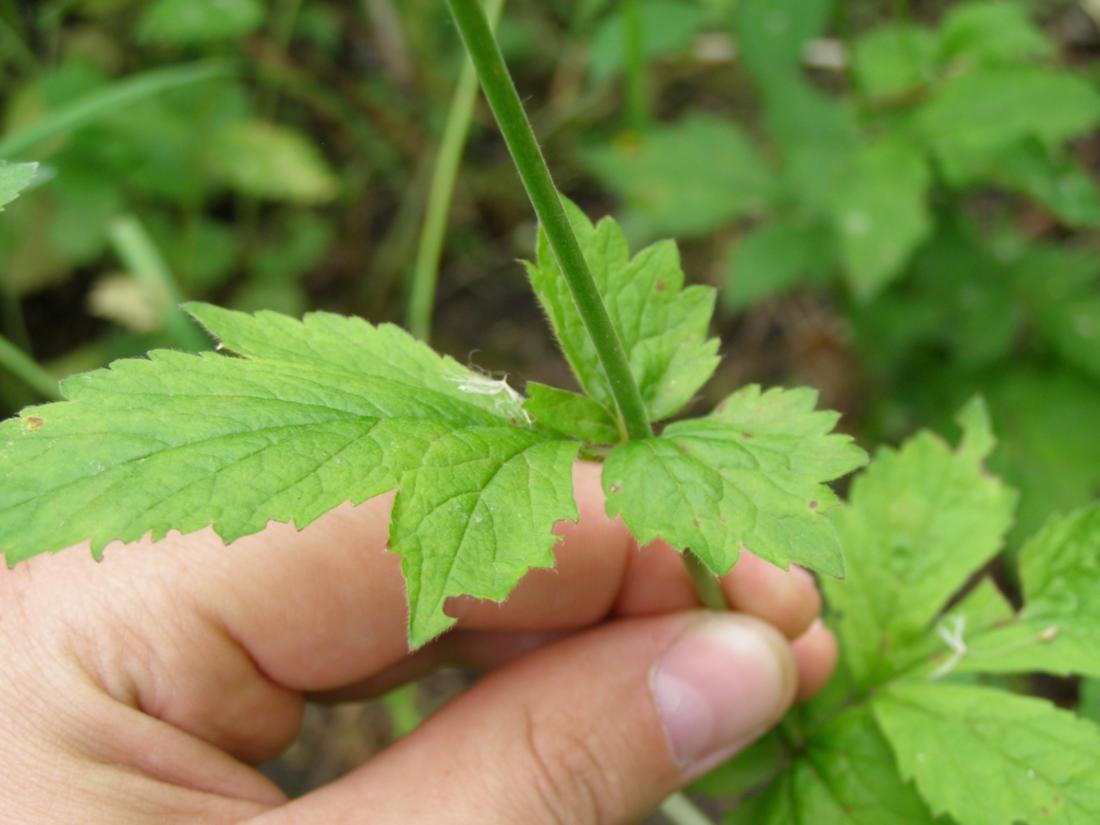 Image of Geum urbanum specimen.