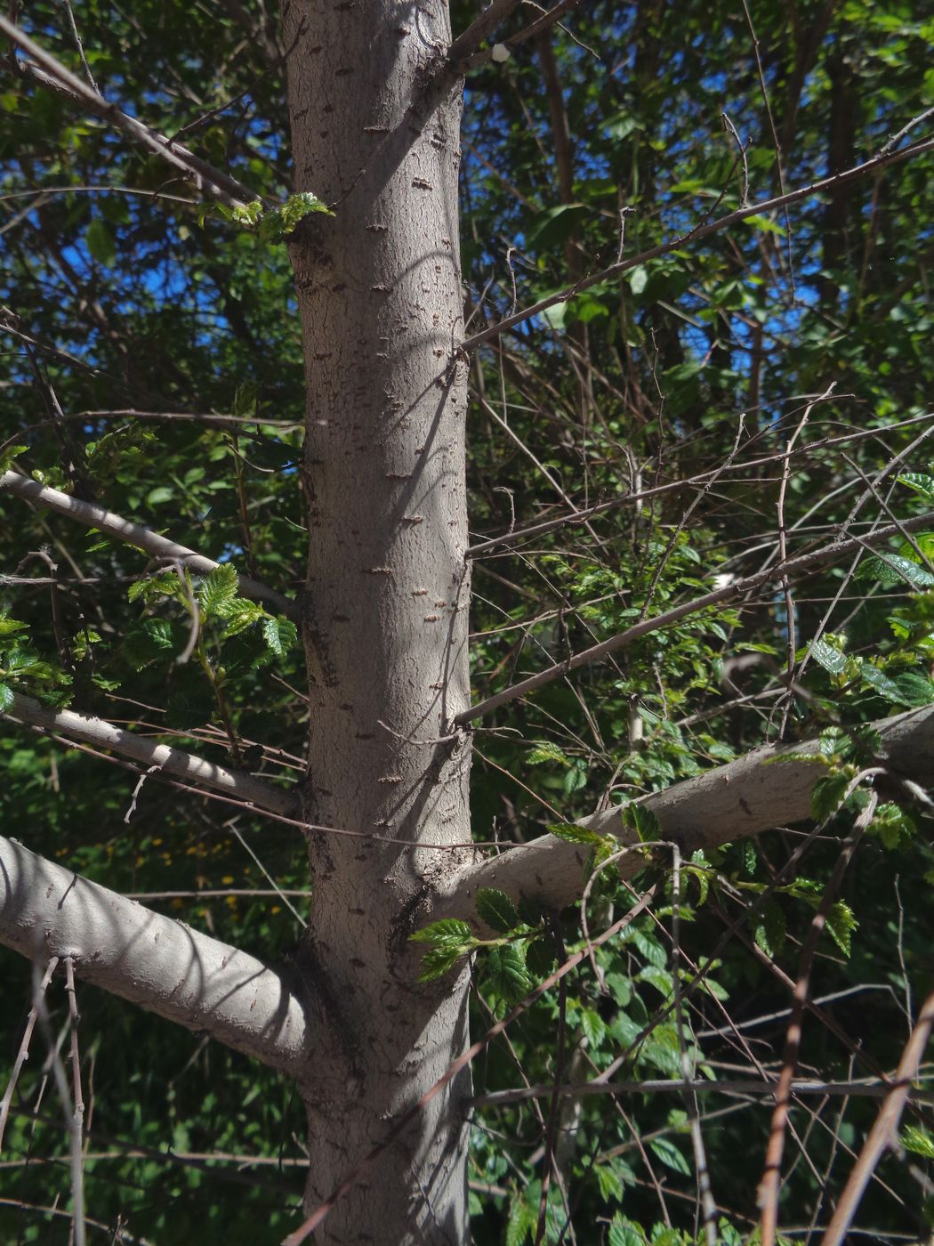 Image of Ulmus pumila specimen.